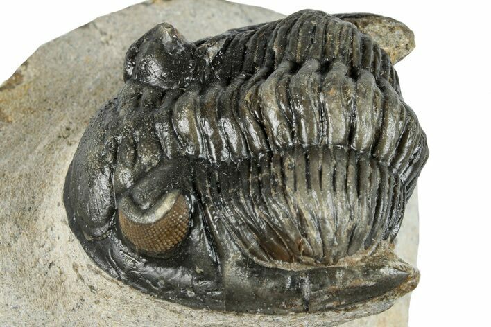 Detailed Hollardops Trilobite - Orange Eyes #254502